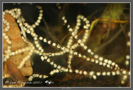 Image of harlequin frogs