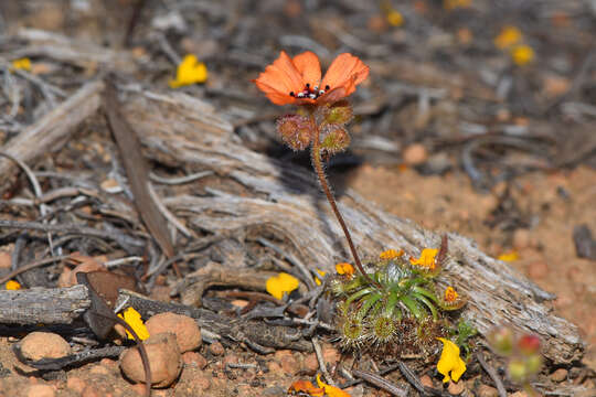 Image of Drosera sewelliae Diels