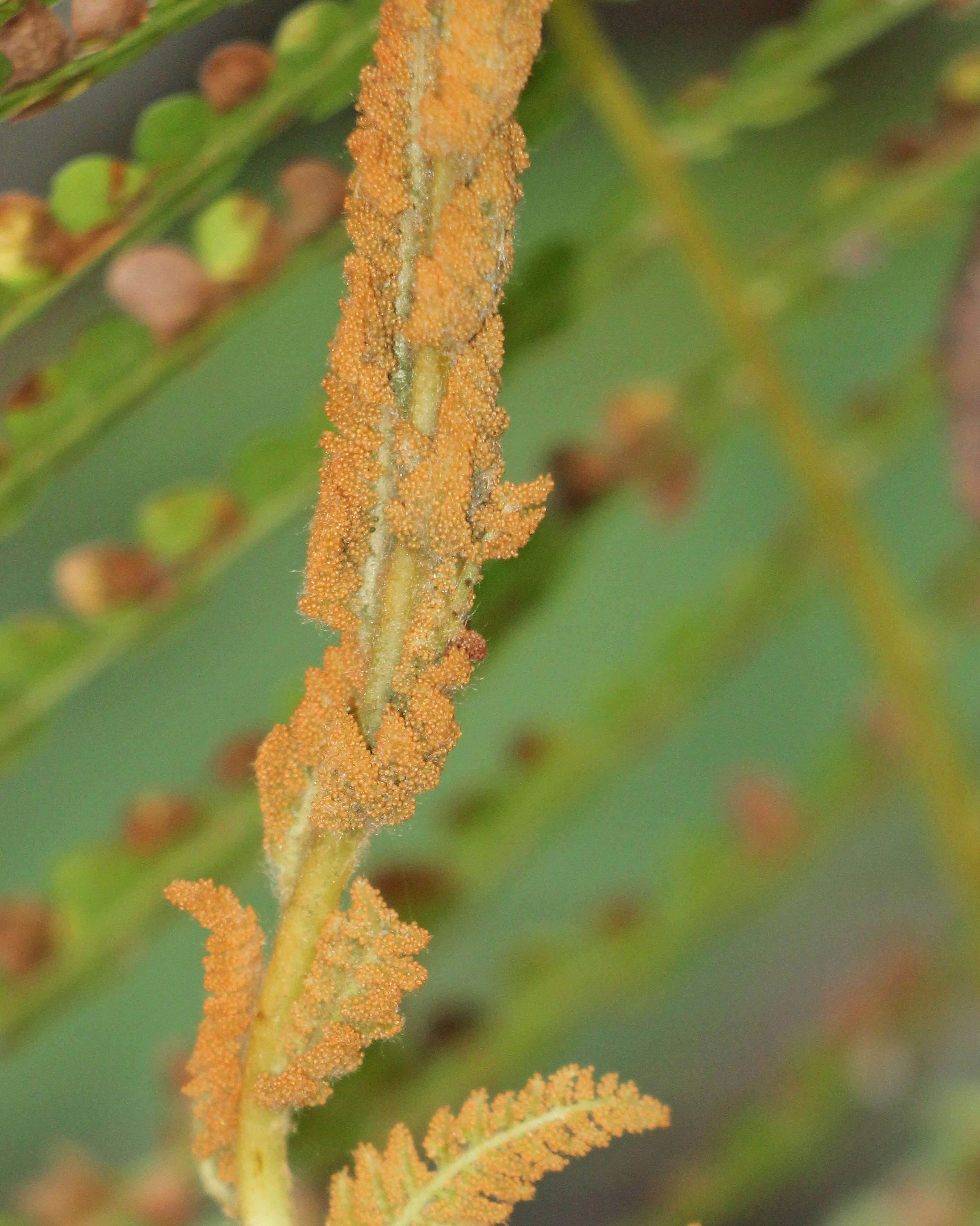 Image de Osmunda cinnamomea