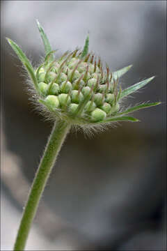 Imagem de Lomelosia graminifolia (L.) W. Greuter & Burdet