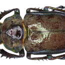 Слика од <i>Sphaenognathus feisthameli</i>