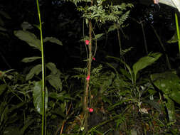 Слика од Paullinia serjaniifolia Triana & Planch.