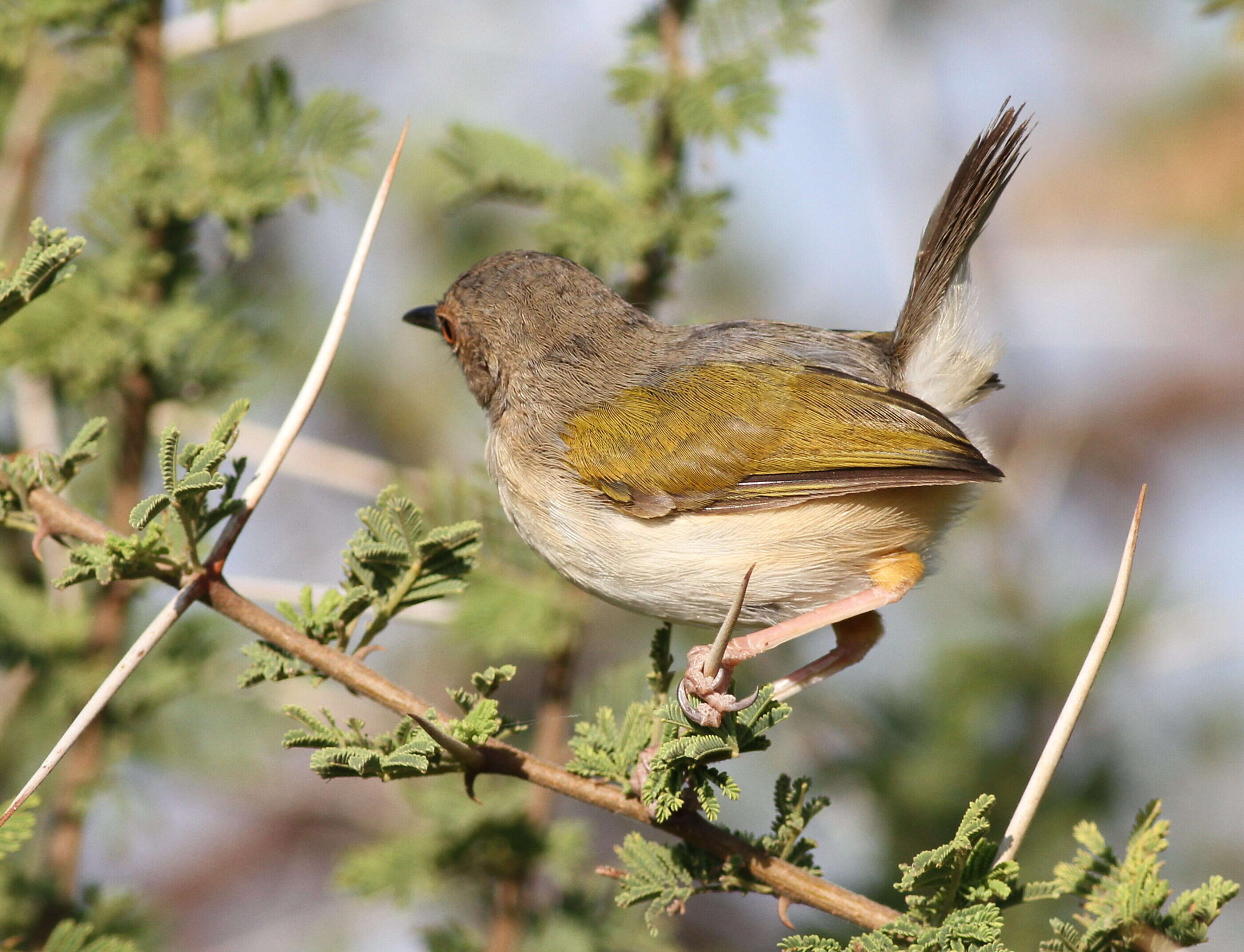 Image of Camaroptera Sundevall 1850