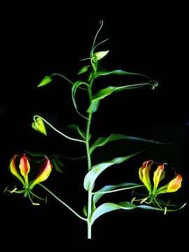 Image of flame lily