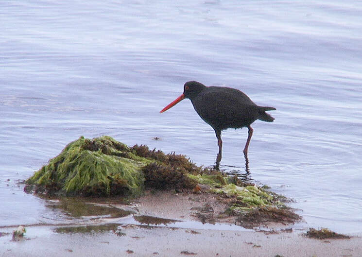 Image of oystercatchers