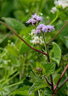 Image of thoroughwort