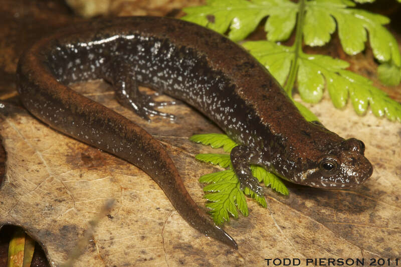 Image de Salamandre sombre du Nord