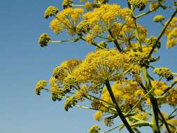 Image of Giant Fennel