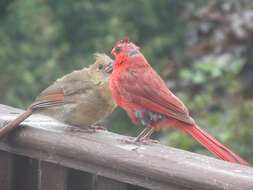 Image of Cardinalis Bonaparte 1838