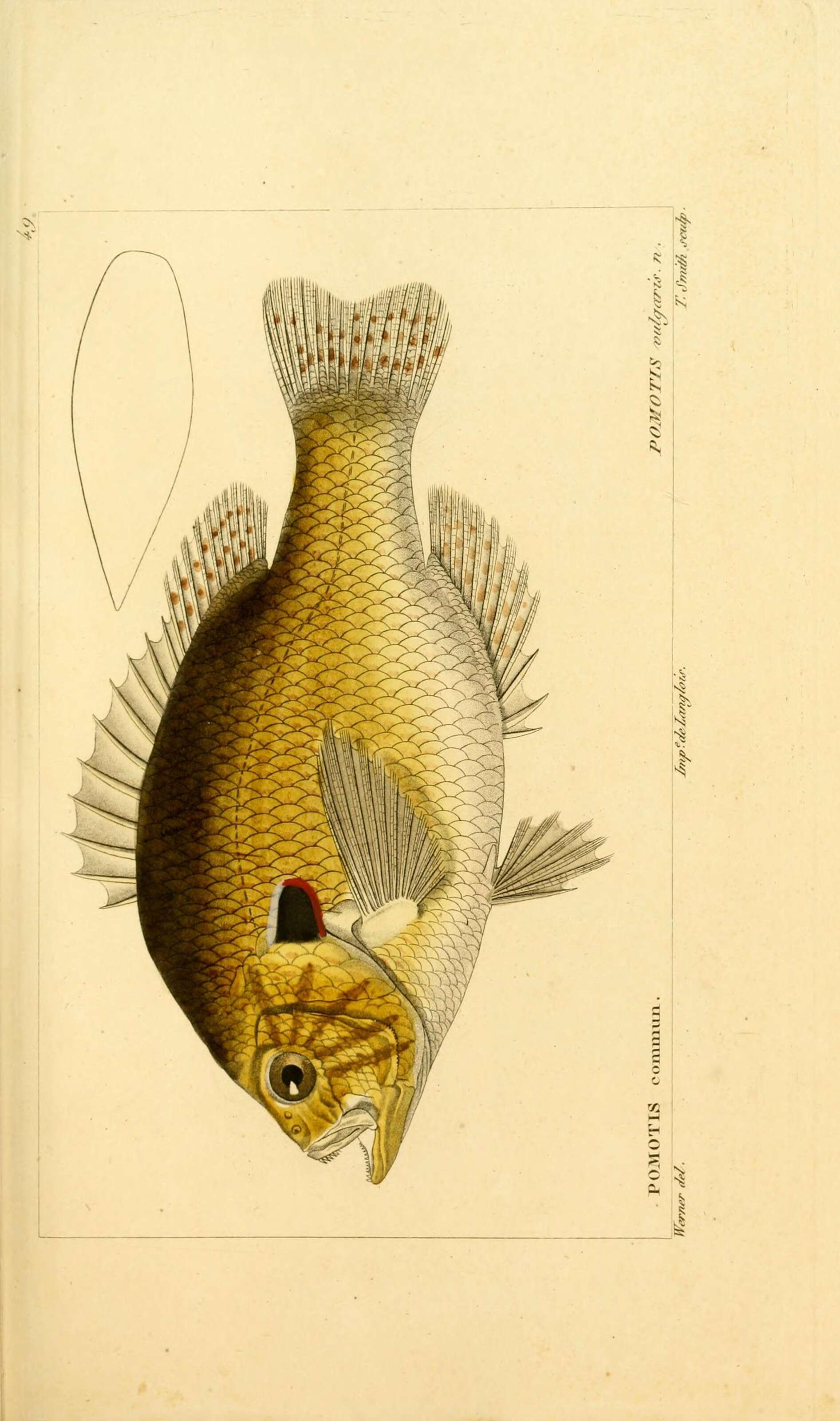 Plancia ëd Lepomis gibbosus (Linnaeus 1758)