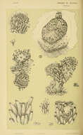 Image of Cyclostomatida Busk 1852