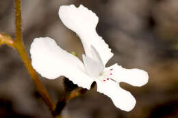 Sivun Stylidium caricifolium Lindley kuva