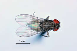 Image of fruit fly