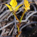 Image of Disa tenuifolia Sw.