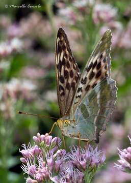 Imagem de Argynnis paphia Linnaeus 1758