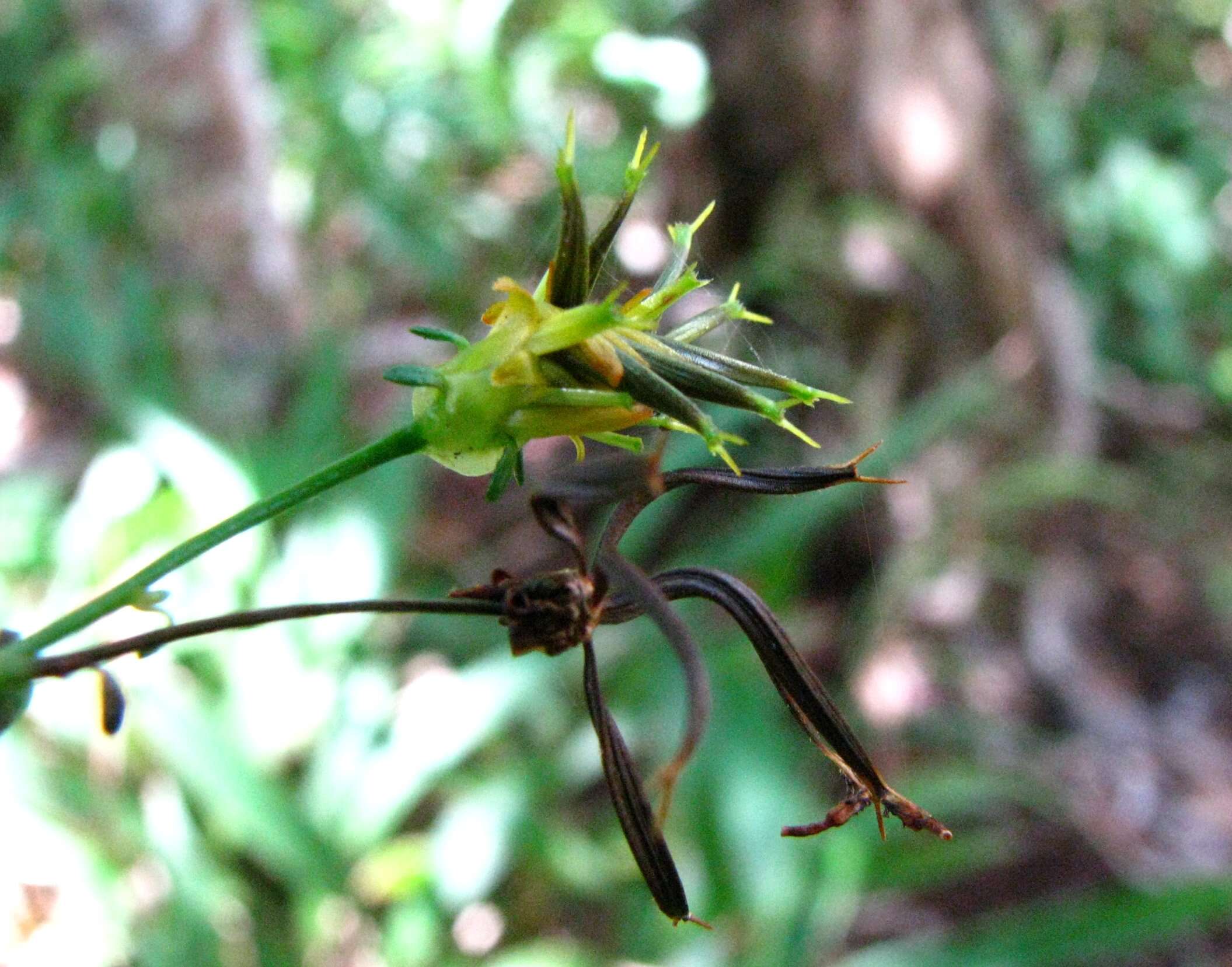 Imagem de Bidens asymmetrica (H. Lév.) Sherff