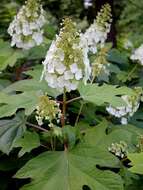 Image of hydrangea