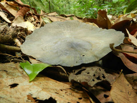 Image of Aspidosperma myristicifolium (Markgr.) Woodson