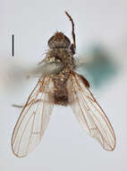 Image of Seaweed Flies