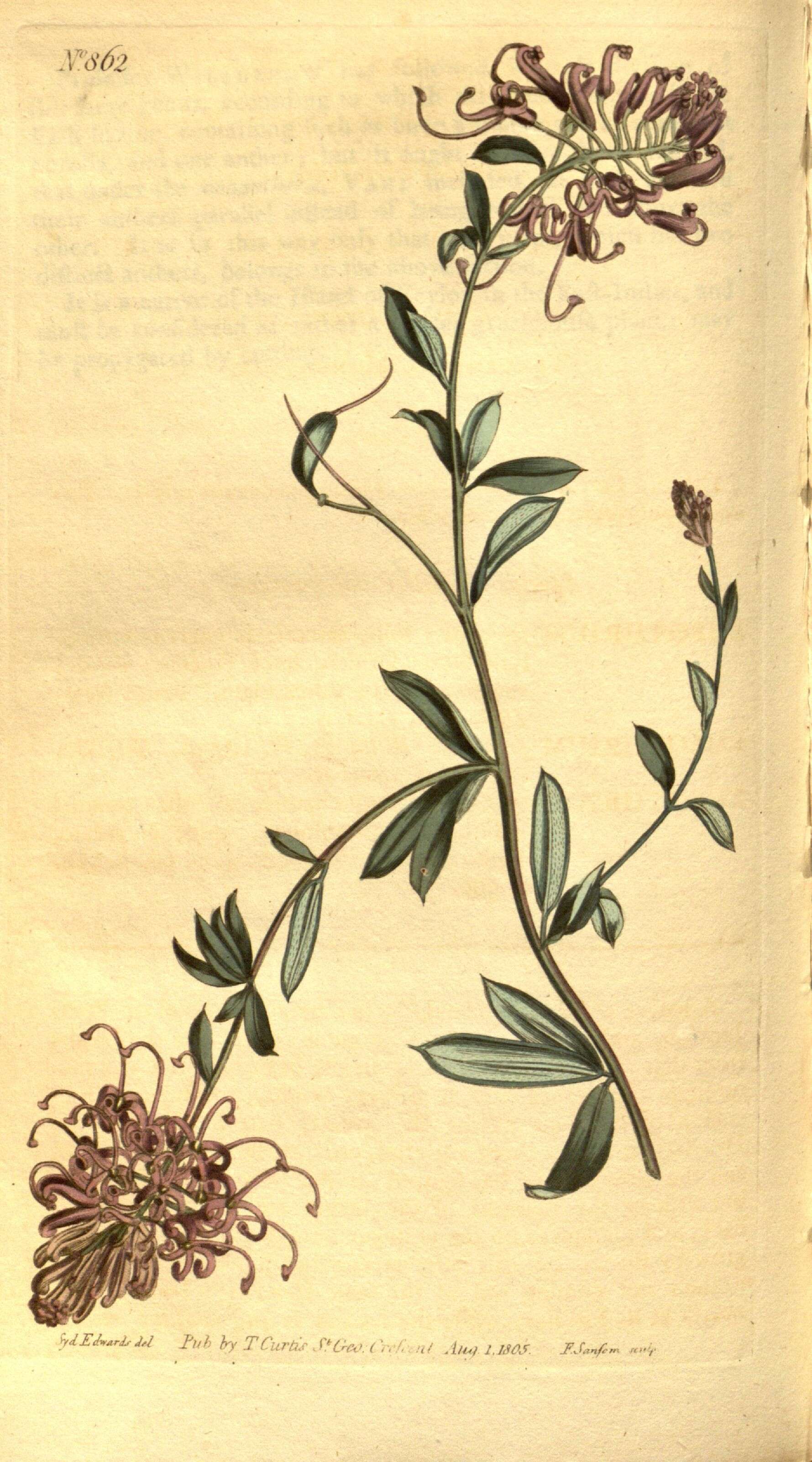 Image of Grevillea sericea (Sm.) R. Br.