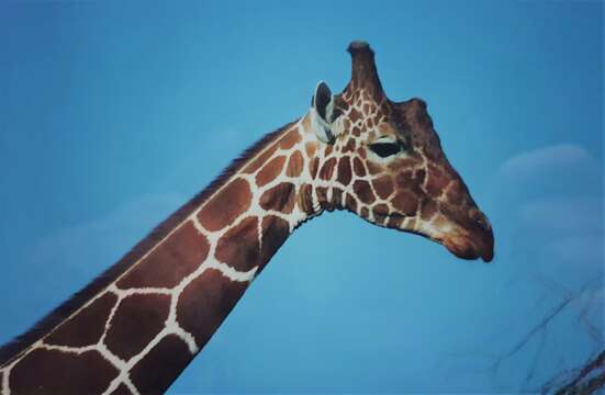 Image of reticulated giraffe