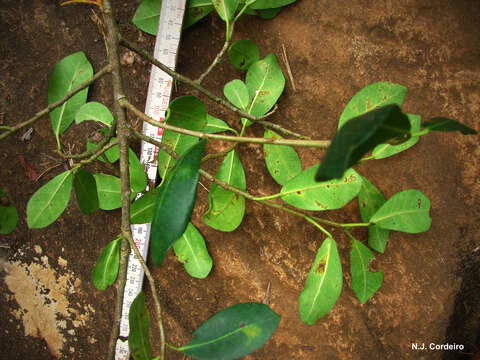 Image of Bark Cloth Fig