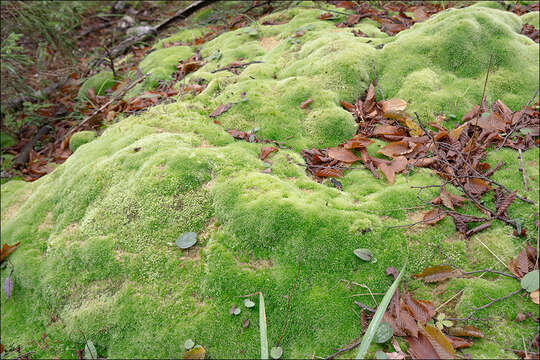 Image of leucobryum moss