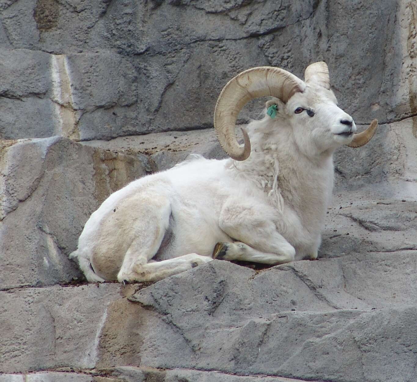 Image of Dall’s Sheep