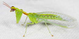 Image of Green Mantisfly