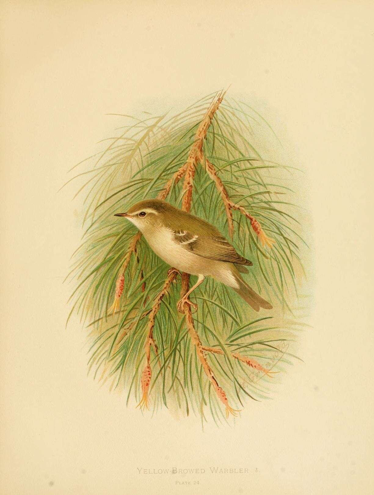 Image of Yellow-browed Warbler