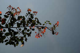 Image of Bauhinia coccinea (Lour.) DC.