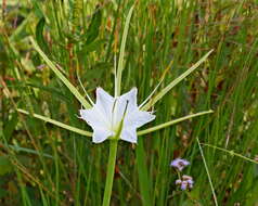 Image of alligatorlily