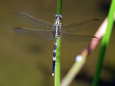 Image of Slender Skimmer