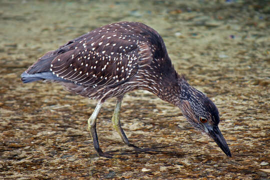 Image de Héron des Galapagos