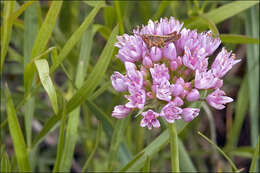 Image of chives