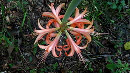 Слика од Hippeastrum stylosum Herb.