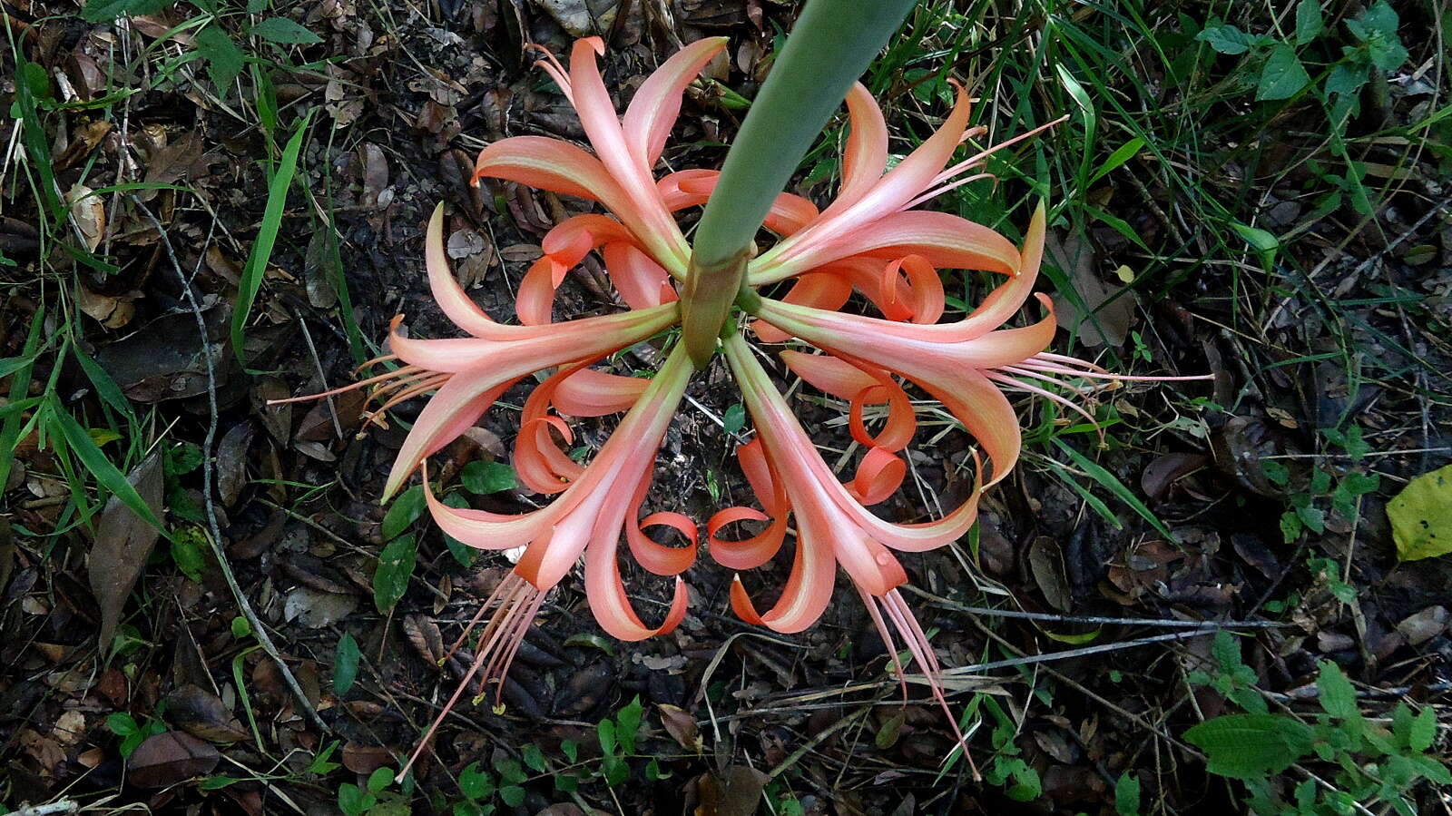 Слика од Hippeastrum stylosum Herb.