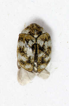 Image of Furniture Carpet Beetle