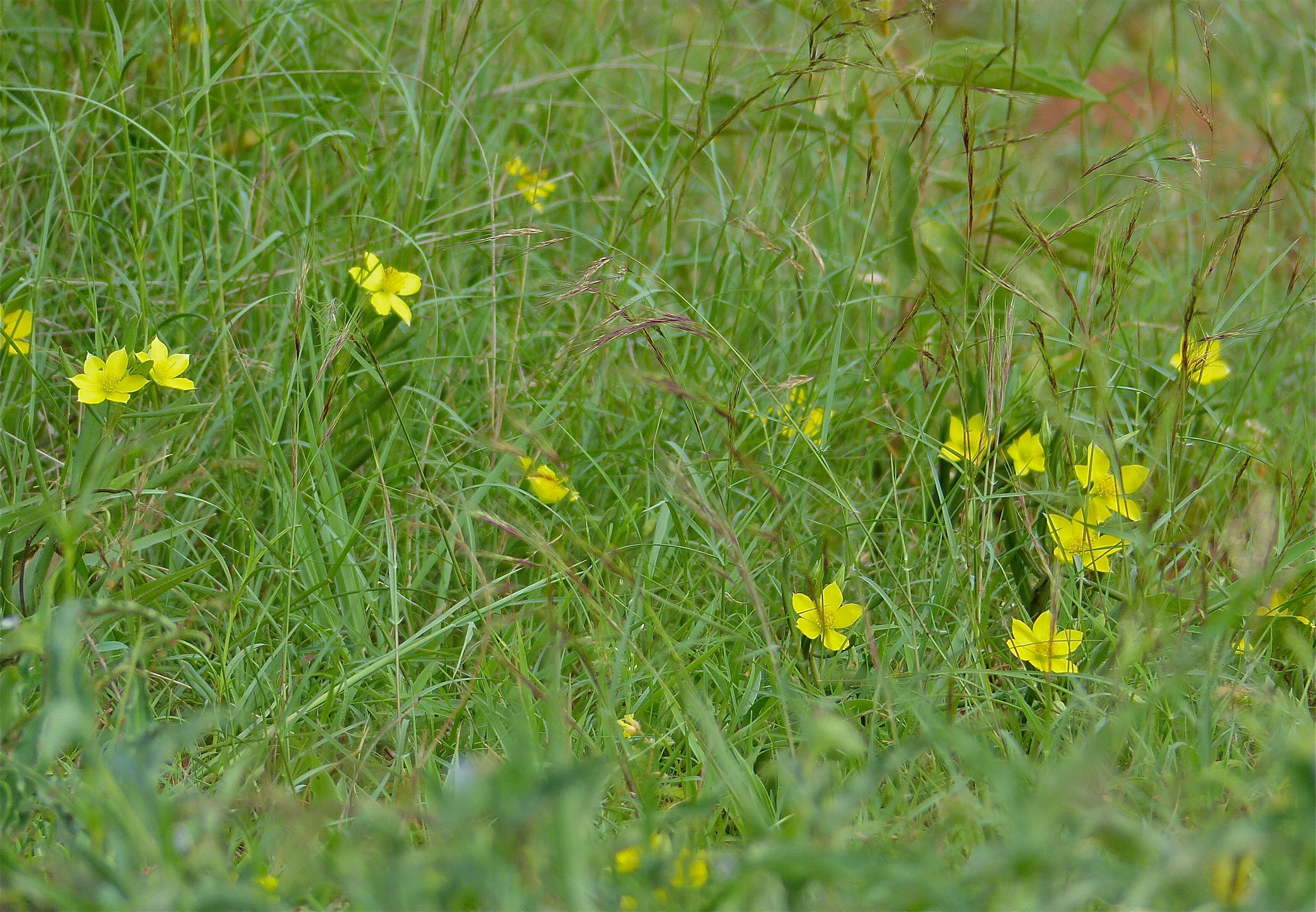 Image of Talinaceae