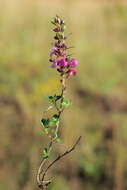 Image de Teucrium chamaedrys subsp. chamaedrys