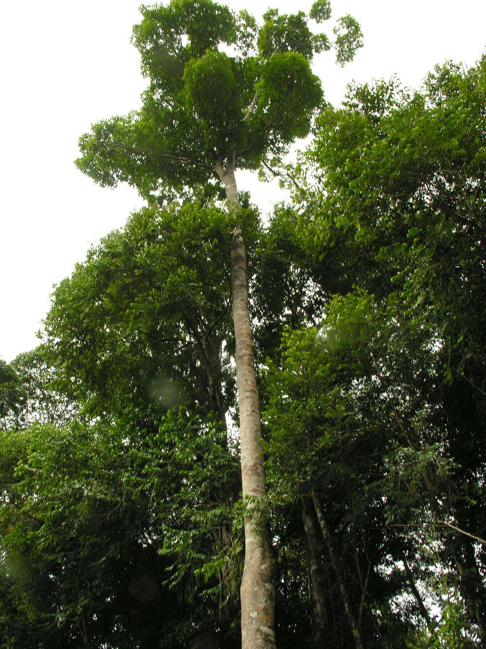 Image of Ormosia paraensis Ducke