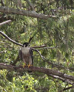 Image of Falco Linnaeus 1758
