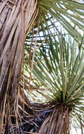 Image of Thompson's yucca