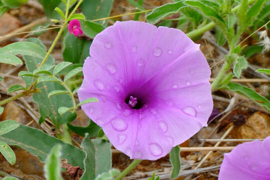 Слика од Ipomoea bolusiana Schinz