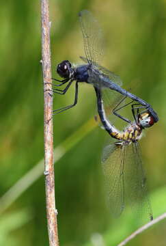 Image of Double-ringed Pennant