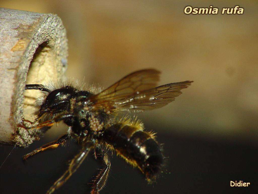 Image of Osmiini