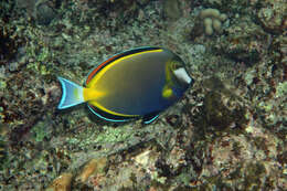 Image of Japan surgeonfish