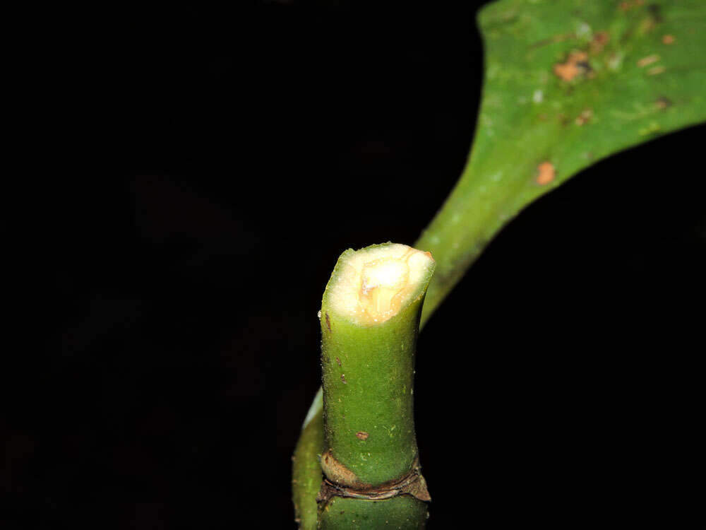 Image of Chrysochlamys grandifolia (L. O. Williams) B. E. Hammel