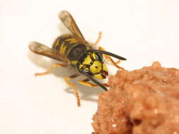 Image of Western Yellowjacket