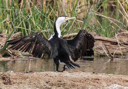 Image of Australian Pied Cormorant